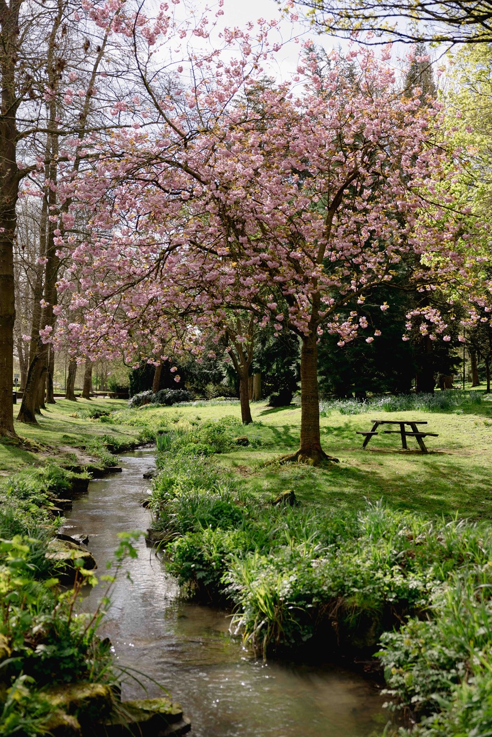 An image of a cherry blossom tree at Walsall Arboretum.